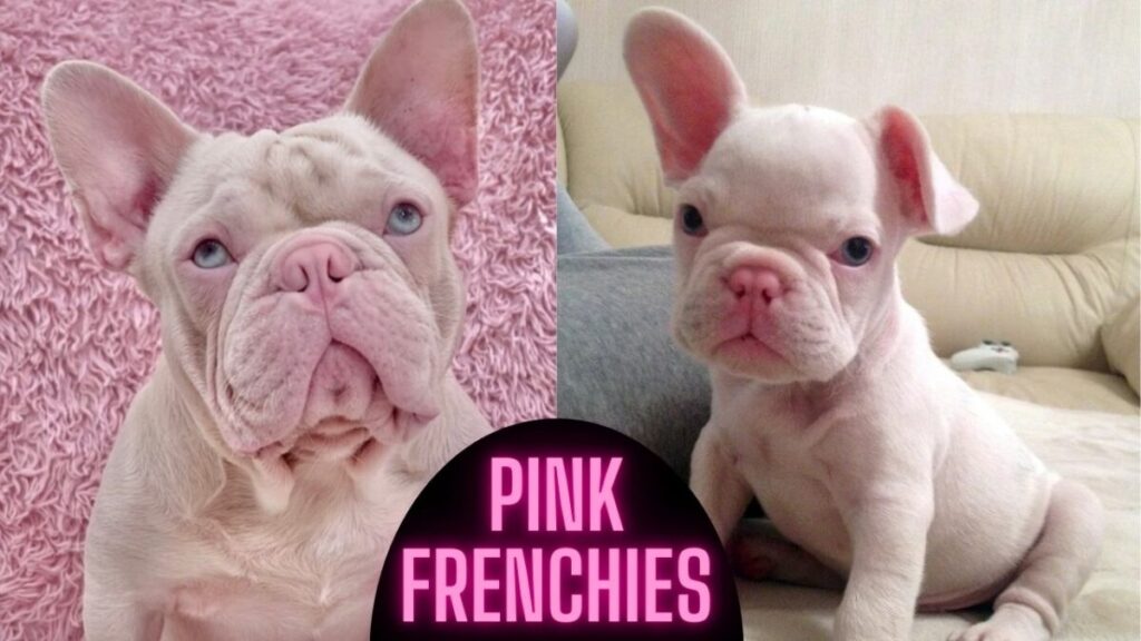 Pink French Bulldogs