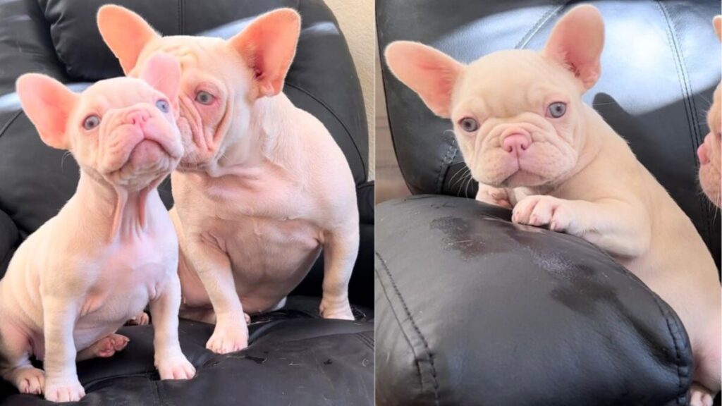 Pink French Bulldogs with Lhasa Apso Albinism