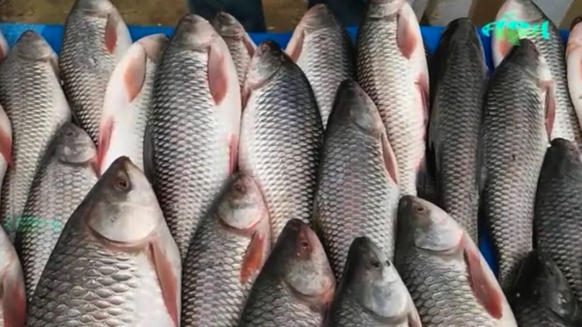 Rohu fish in USA