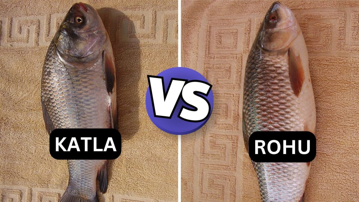 difference between rohu and Katla