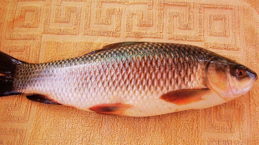 Rohu Fish