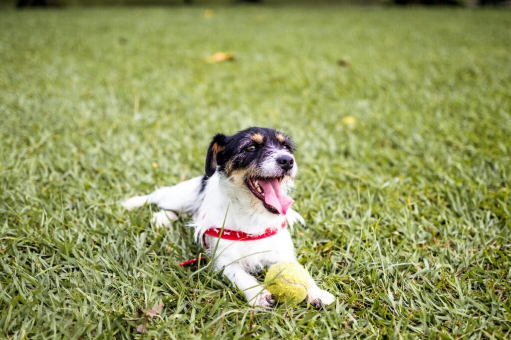 Dog safety with tennis balls