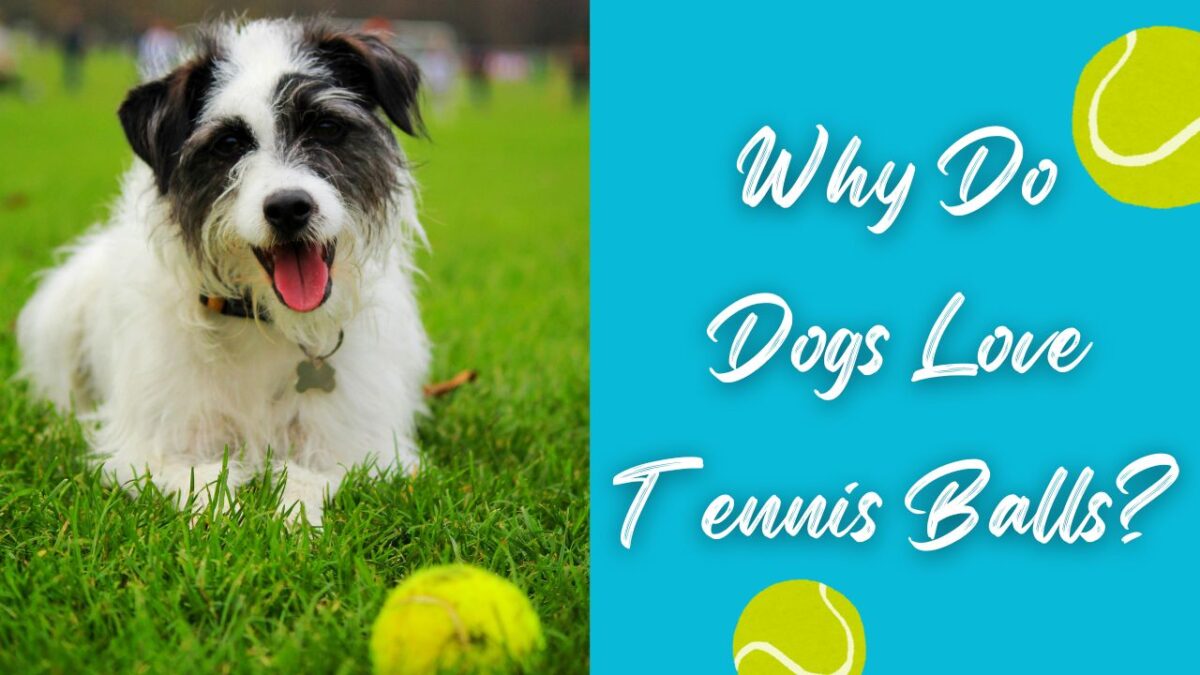 Why Do Dogs Love Tennis Balls?