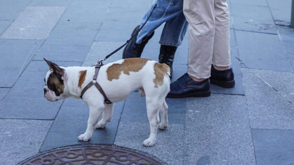 are french bulldog born with tails