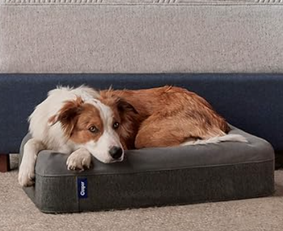 serta or casper dog bed