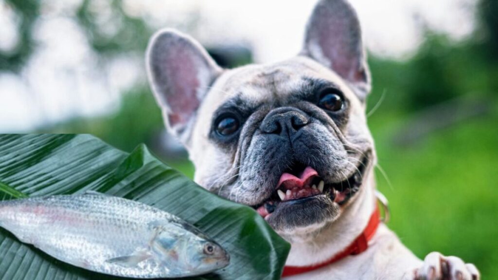 can dogs eat ilish fish