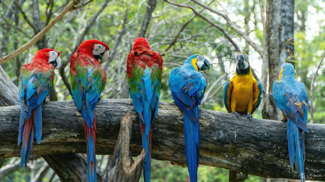 colorful parrot