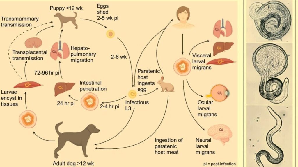 Toxocara Suck Blood from Dogs