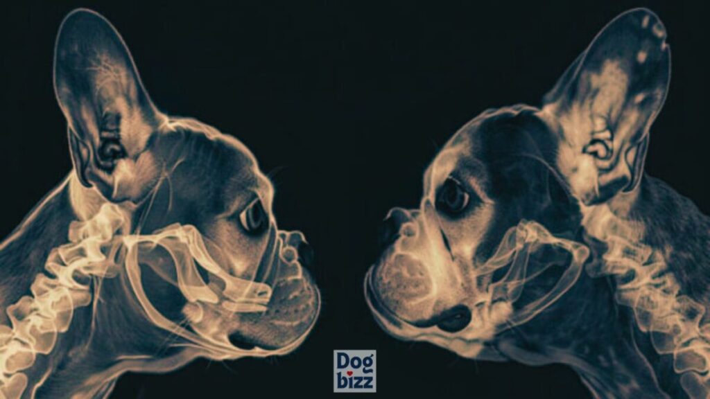 french bulldog skull