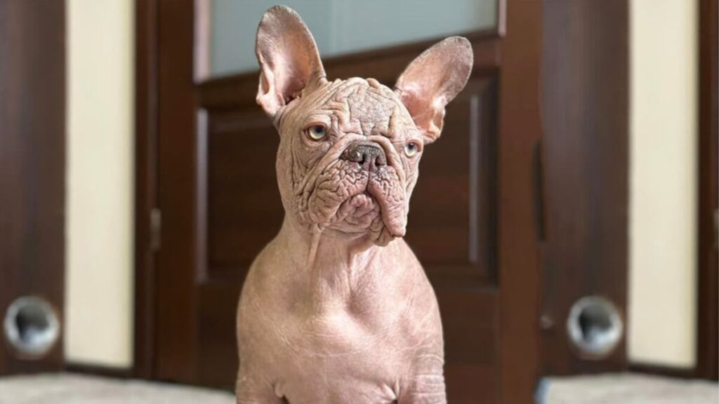 hairless french bulldog