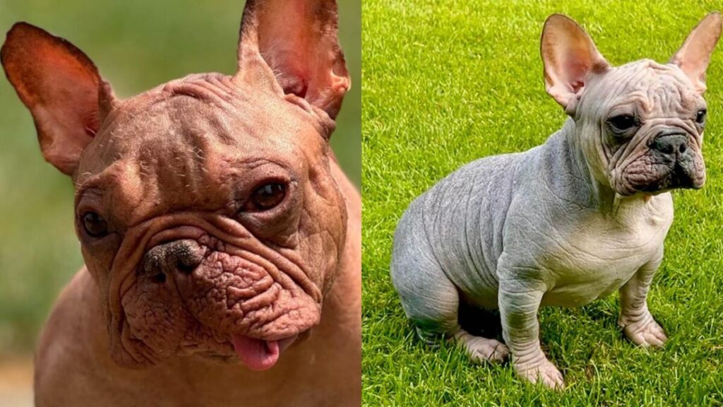 hairless frenchie