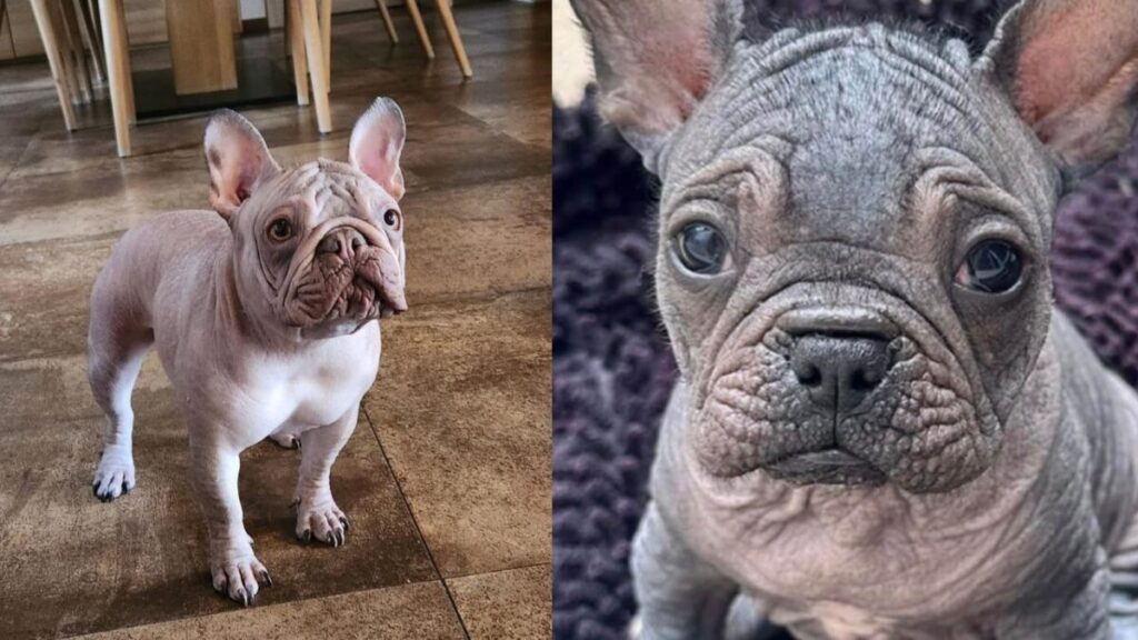 bald french bulldog