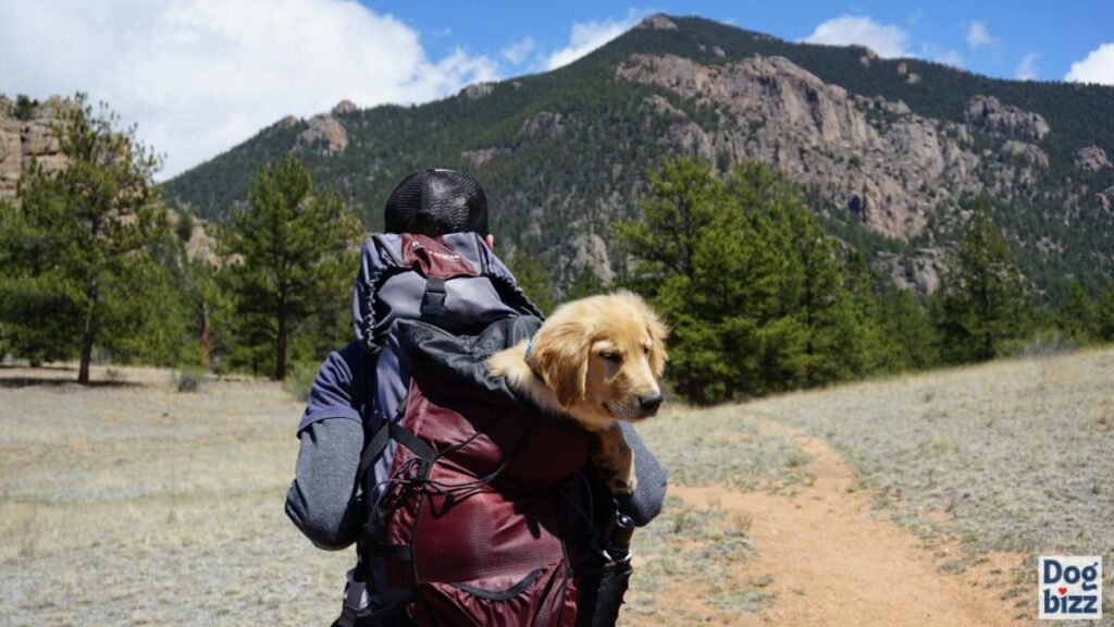 how to get dog pee out of backpack