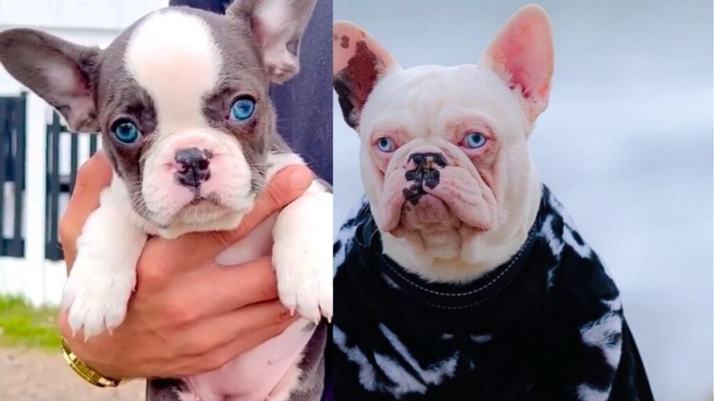 Husky Koi French Bulldog