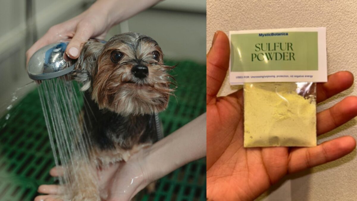 is powdered sulfur bad for dogs