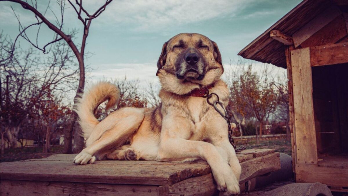 kangal dog price in india