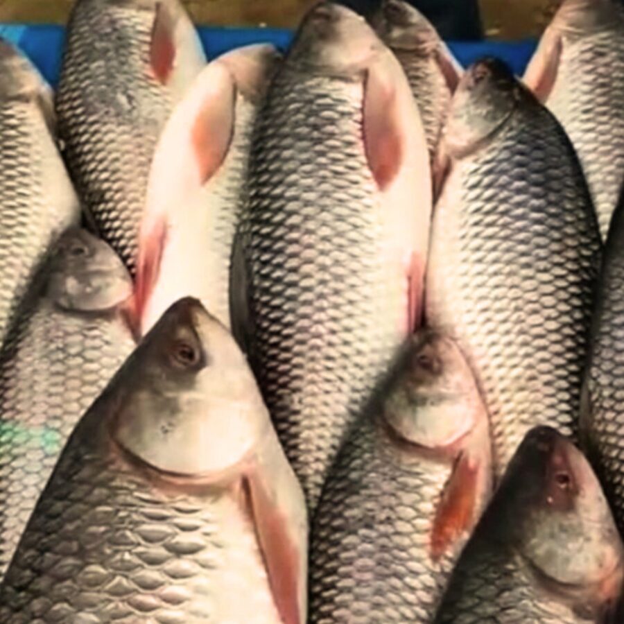 Is Rohu Fish Good For Uric Acid