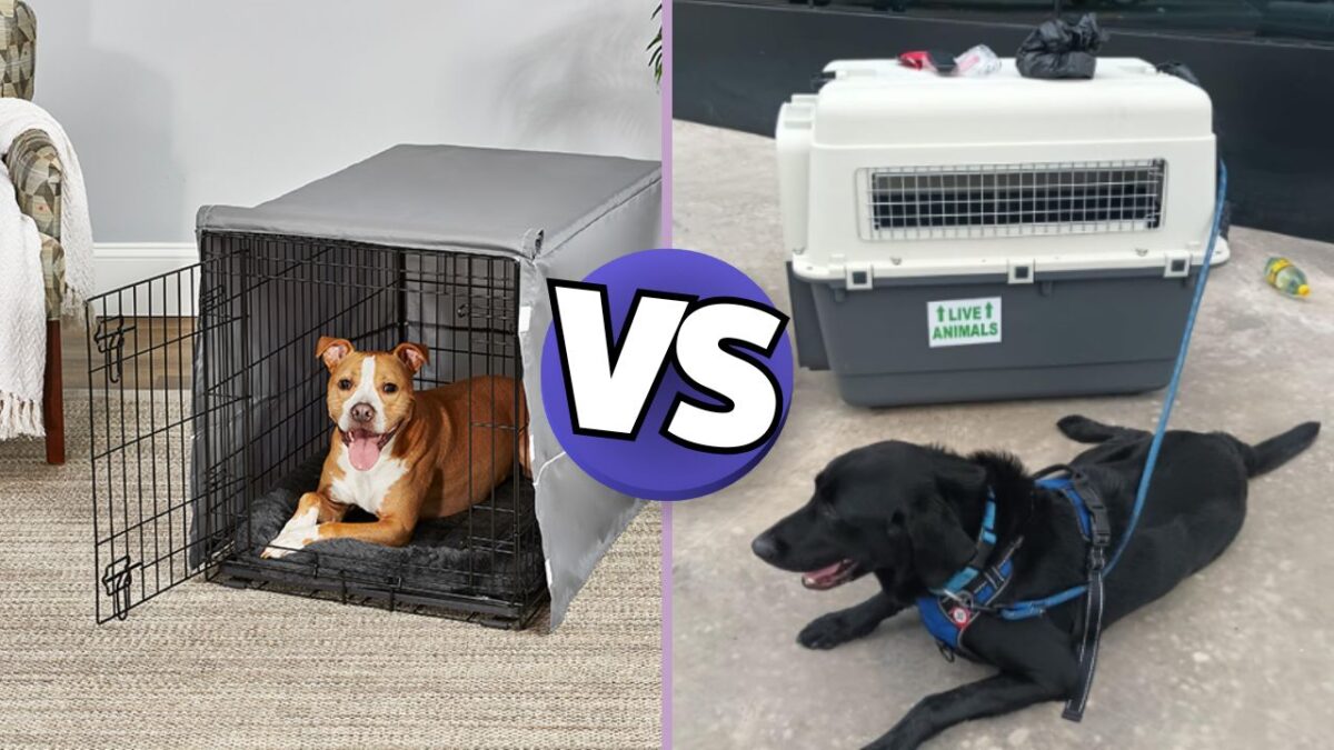 sportpet vs midwest dog crate