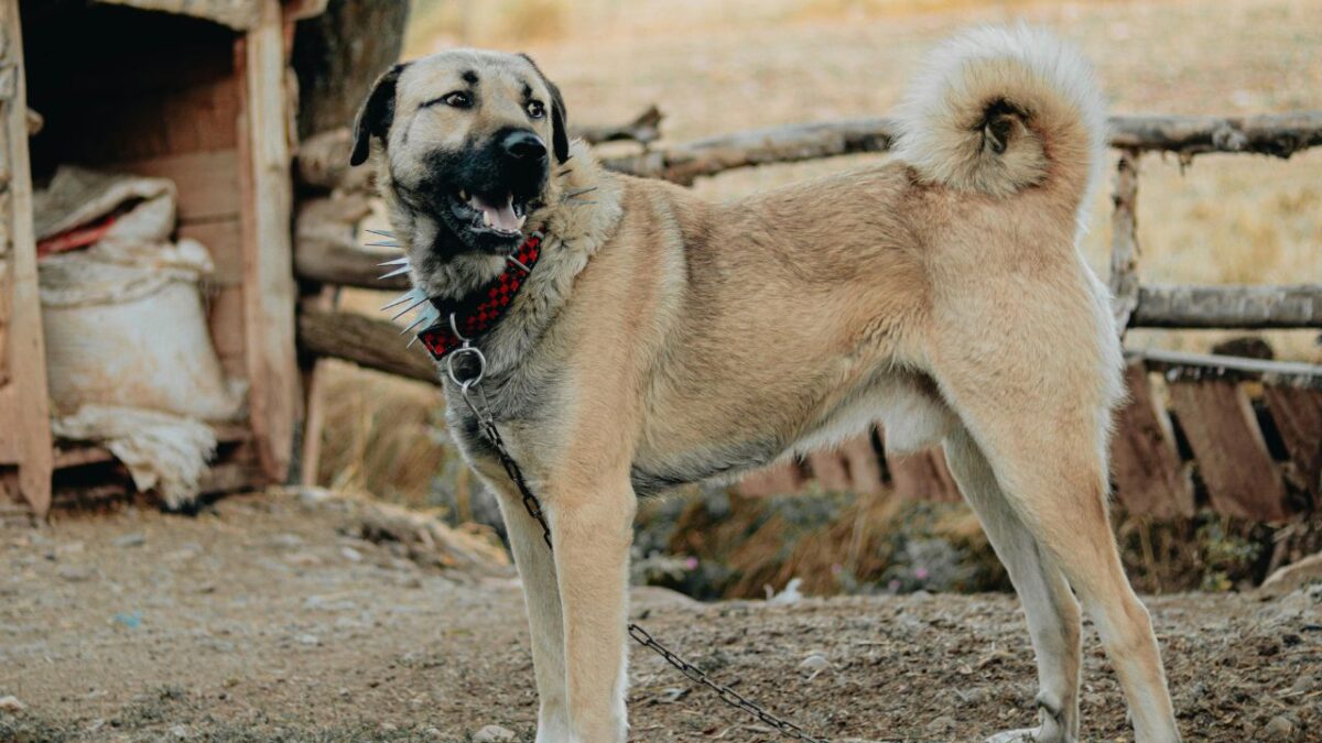 turkish kangal dog price